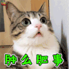 萌宠 猫咪 猫 蒙圈 怎么回事 soogif soogif出品