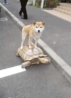 狗狗 可爱 乌龟 骑着