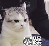 萌宠 猫星人 暴躁 生气 呆萌 可爱