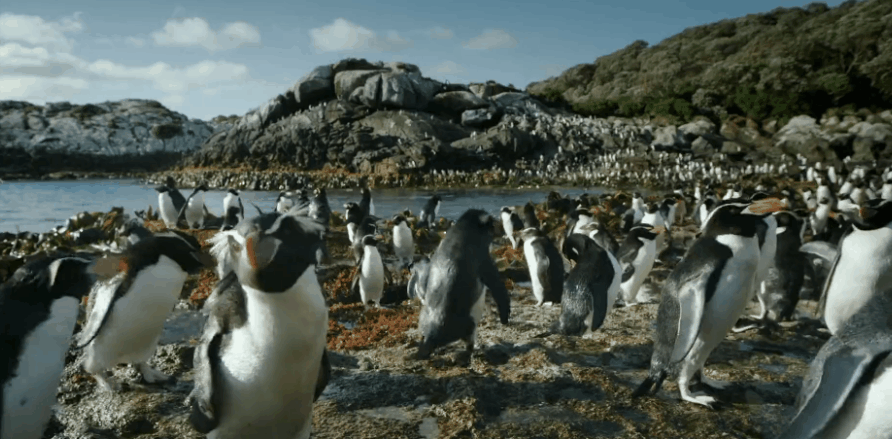 企鹅 动作 地球上的神话之岛 孤岛漂泊 新西兰