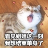 萌宠 喵星人 看见姐姐这一刻 我想结束单身了 呆萌 可爱