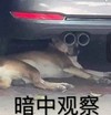 萌宠 汪星人 暗中观察 偷看 呆萌 搞怪