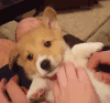 汪星人 萌宠 狗狗 可爱