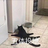 萌宠 喵星人 五体投地 实在佩服 调皮 可爱
