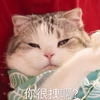萌宠 猫星人 你很拽啊 冷漠 搞怪 逗