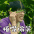 我在未来等你 费启鸣 捂嘴偷笑 呆萌 表情