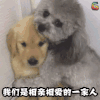 关心 萌宠 狗 我们是相亲相爱的一家人 爱情 抱抱 soogif soogif出品