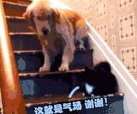 很嗨  搞怪  逗乐 狗狗