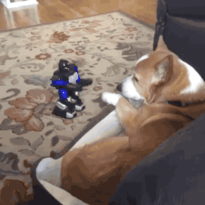 小狗 机器人 沙发 室内
