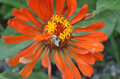 蜜蜂 花朵 采蜜 绿叶