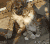小狗 小猫 动物 睡觉