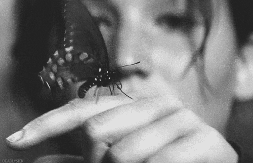蝴蝶 butterfly animal 黑白