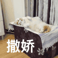 萌宠 喵星人 撒娇 爱你 搞怪 逗
