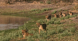 动物 掠食动物战场 河边 狮子 纪录片 趴着