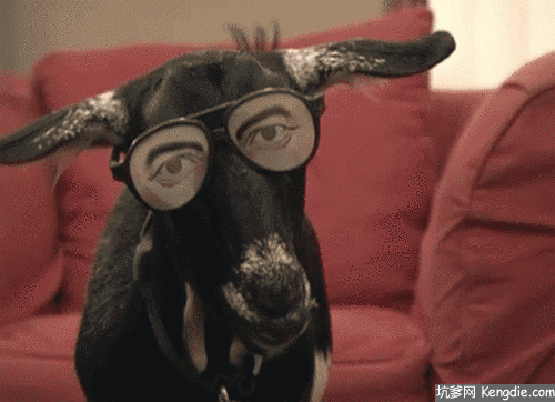 动物 可爱 山羊 影视 恐怖 恶搞 搞笑 杯具 游戏 电影特效 逗比 动态 山羊 图片