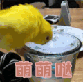 卖萌 萌萌哒 鹦鹉