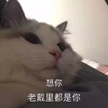 猫咪 毛茸茸 想你 老戴里都是你