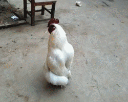 小鸡 模仿 可爱 行走 聪明