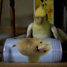 小鸟 可爱 毛茸茸 黄色