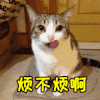 猫咪  可爱  舔嘴  烦不烦