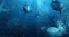 大海 海底生物 海豚