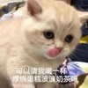 萌宠 猫星人 可以请我喝杯奶茶吗 好奇 呆萌 可爱