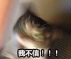 萌宠 喵星人 我不信 不相信 呆萌 可爱