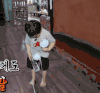宋民国 咕咕 小可爱 宋民国