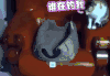 谁在钓我 猫 白猫 鱼竿