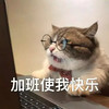 萌宠 猫星人 加班使我快乐 开心 呆萌 可爱
