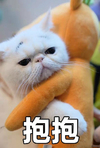 猫咪 可爱 呆萌 斗图 搞笑 抱抱