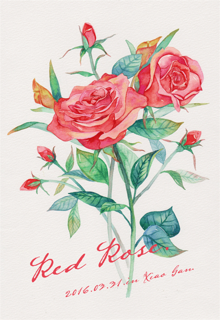 花朵 插画 玫瑰 手绘