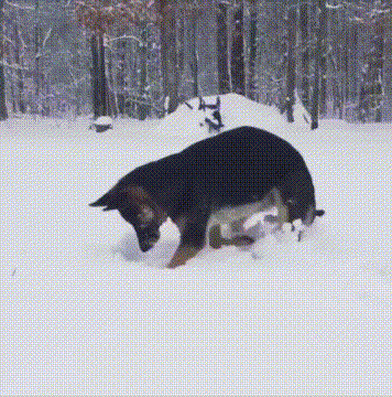 雪地里 汪星人 狗