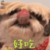 萌宠 好吃 开心 狗 soogif soogif出品