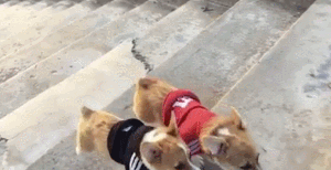 狗狗 萌宠 可爱 汪星人