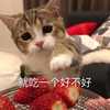 萌宠 猫星人 就吃一个好不好 期待 呆萌 可爱