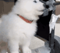 动物 小狗 可爱 呆萌
