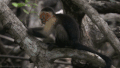 猴子 动物 headlikeanorange 灵长类动物 卷尾猴 卷尾猴