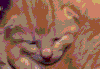 猫咪 睡觉 萌宠 黄毛