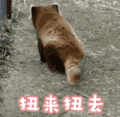 soogif soogif出品 卖萌 扭来扭去 小熊猫