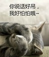 萌宠 猫星人 你说话好吊 我好怕怕啊 呆萌 可爱