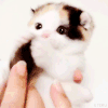 小猫 可爱 白色 毛茸茸