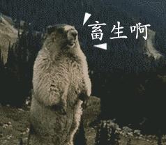 土拨鼠GIF动作图_土拨鼠图片_土拨鼠GIF动表情大全表情动态包快图片