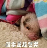 萌宠 小猪 超委屈 超想哭 搞怪 呆萌
