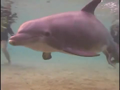 海豚 dolphin 幼崽 产子