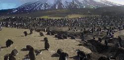 企鹅 地球脉动 密集 惬意 日光浴 纪录片