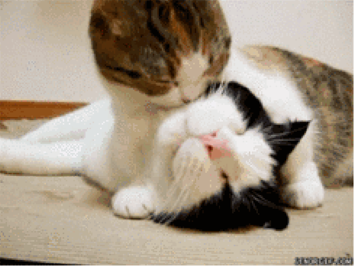 猫猫 舒服 舔舔 有爱