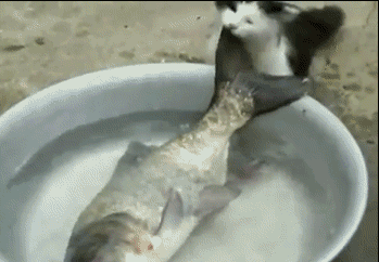 鱼 fish 游 猫 吃