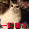 一脸懵逼 猫 soogif soogif出品