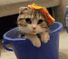 喵星人 舒服 泡澡 折耳猫